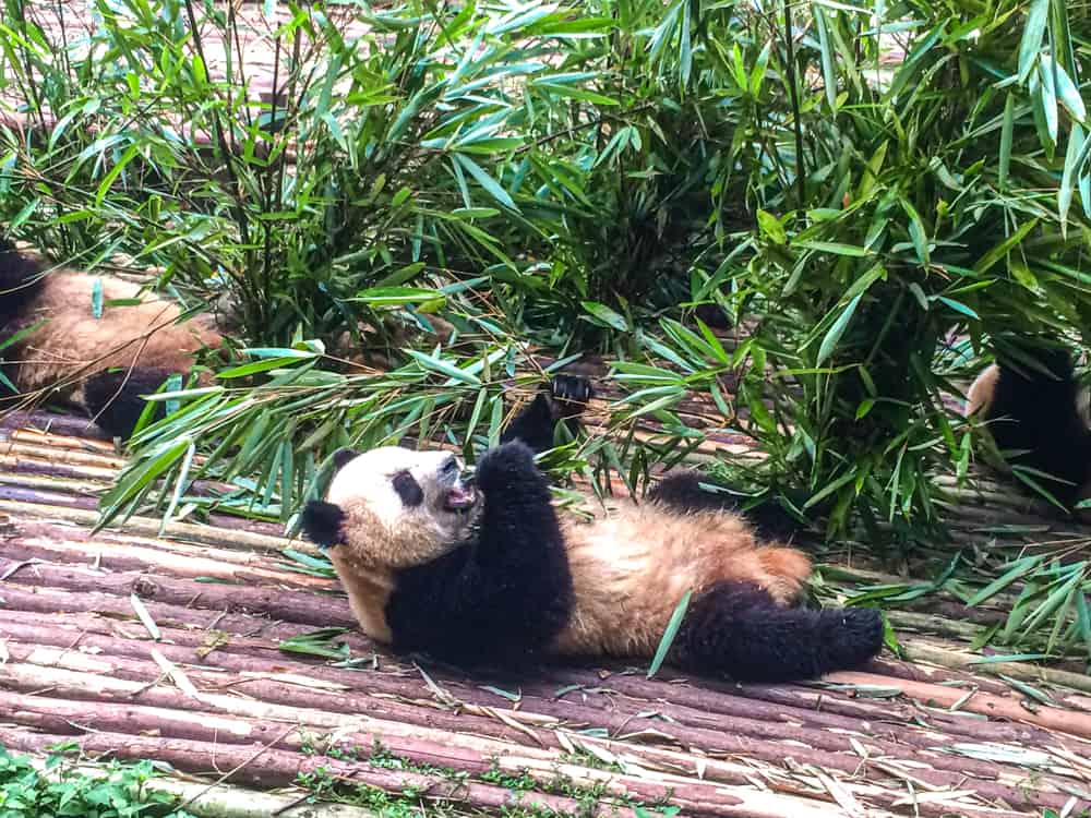 Chengdu Panda Centre