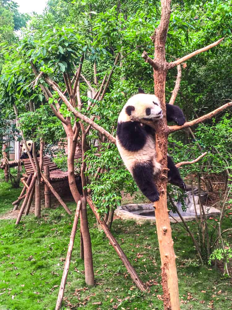 Chengdu Panda Centre