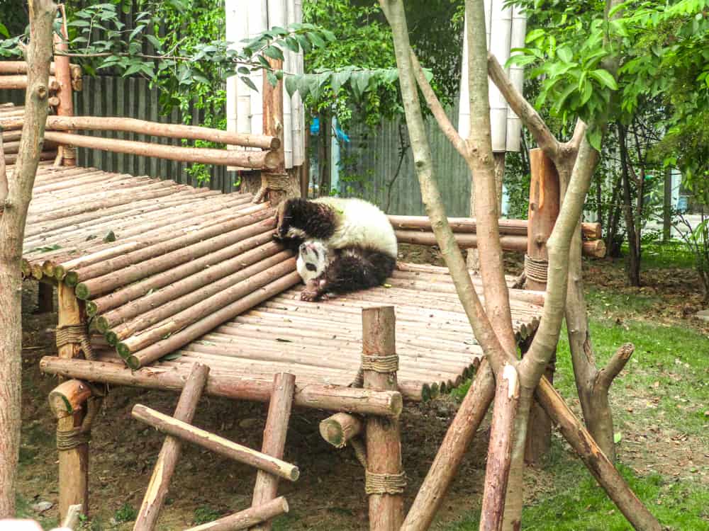 Visiting Chengdu Panda centre