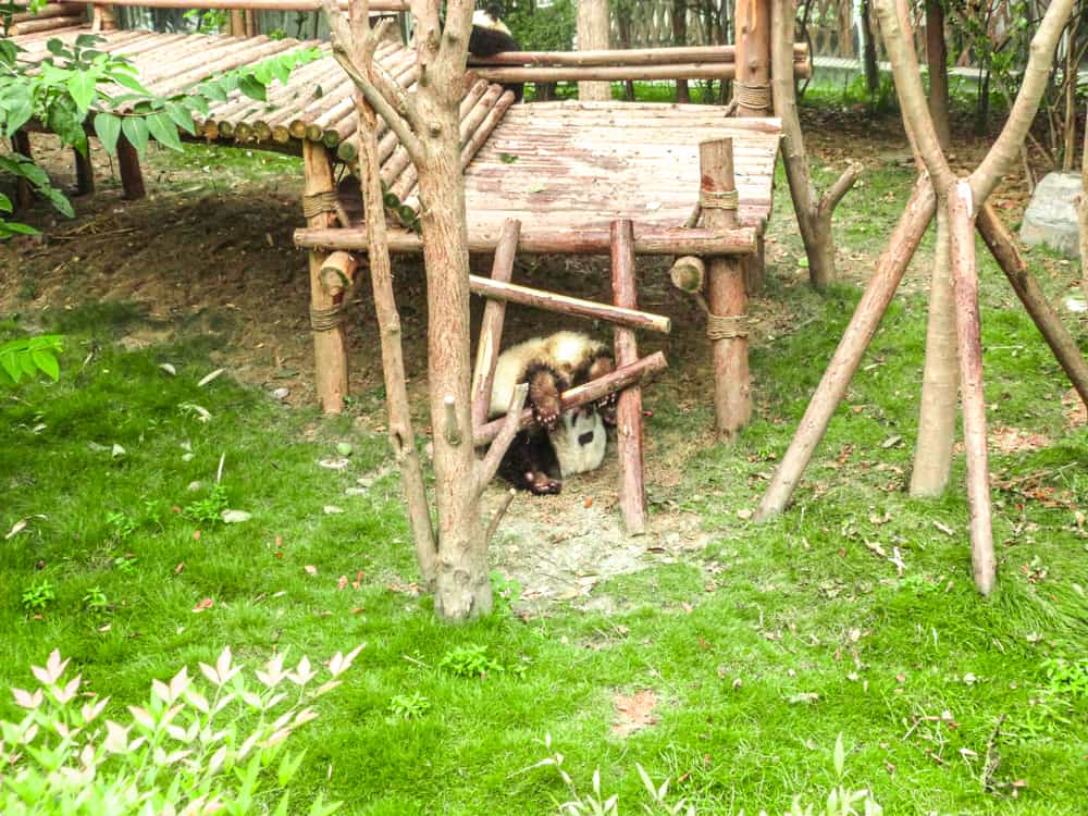 Visiting Chengdu Panda centre
