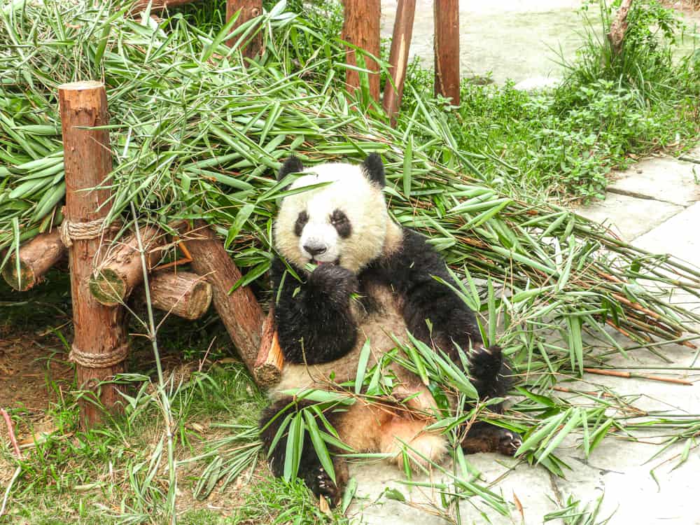 Visiting Chengdu Panda centre