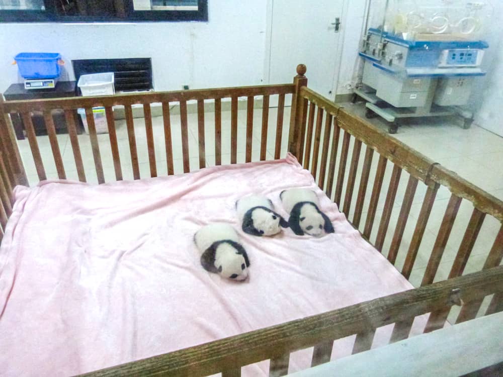 Seeing baby pandas at the Chengdu Panda centre