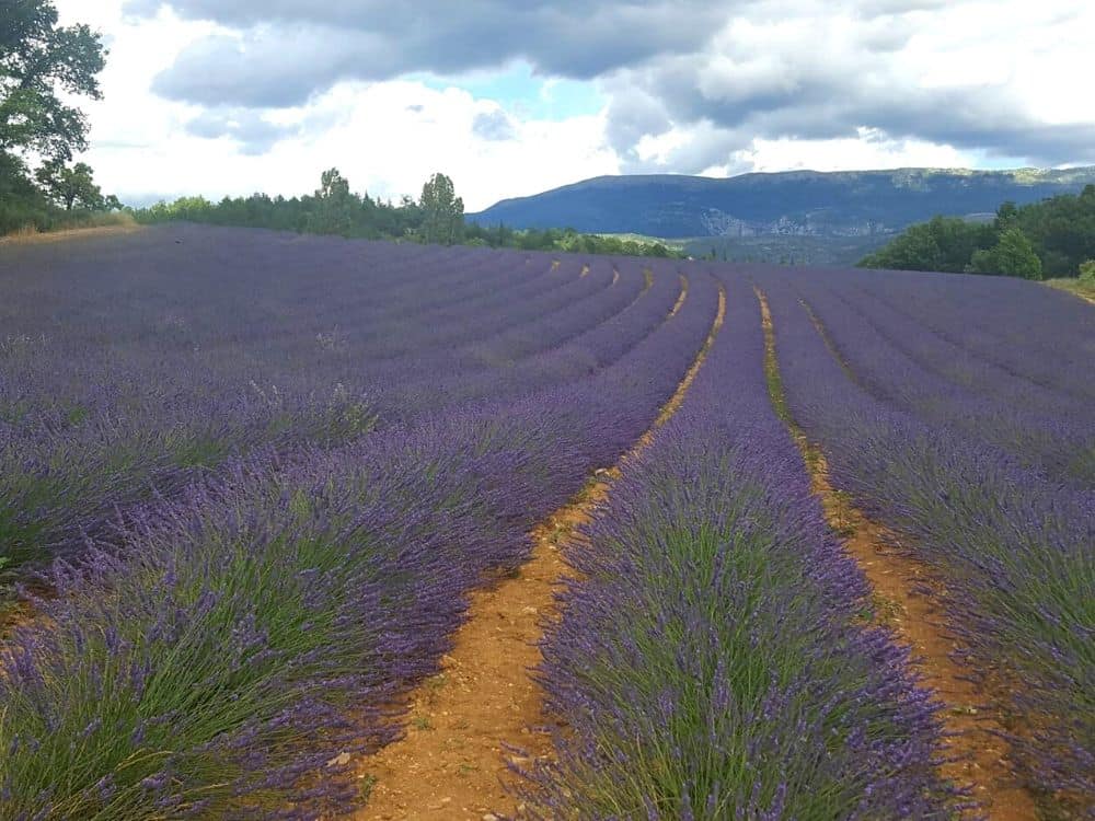 Lavender fields near Valensole