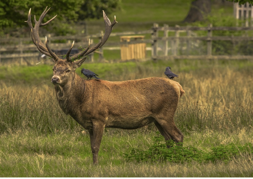 Fallow deer in Richmond Park