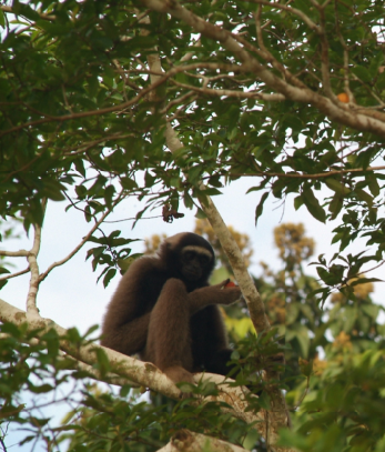 A rare Bornean gibbon in Borneo