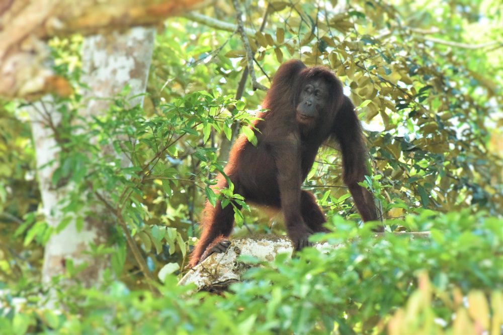 where to see orangutans in Borneo