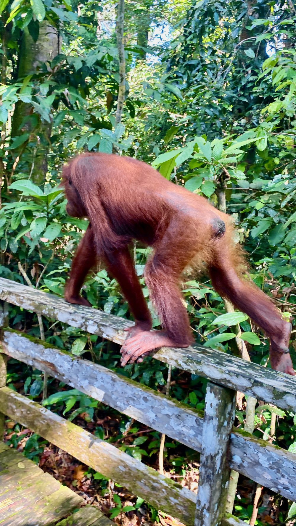 Up close and personal with an adult orangutan in Sepilok