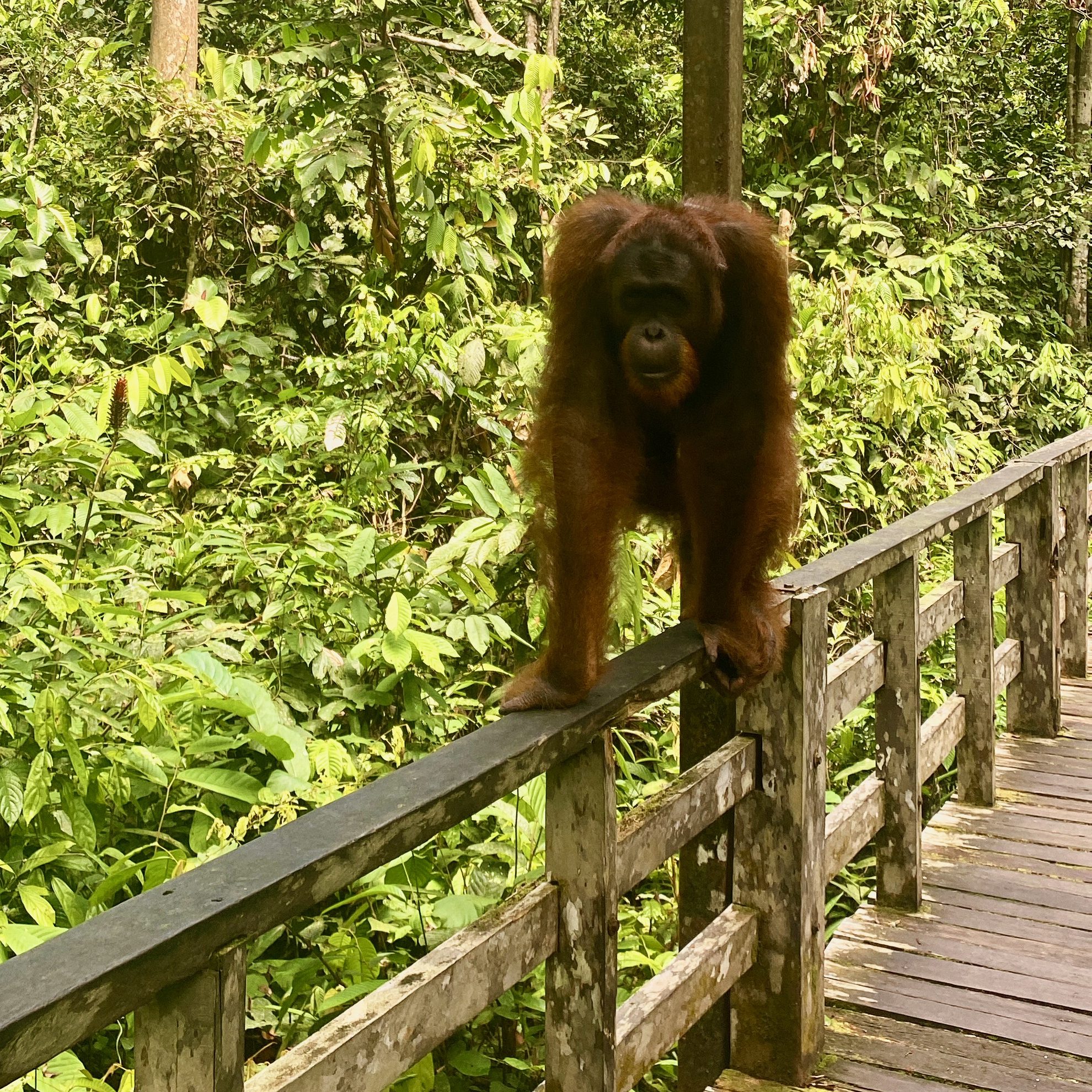 Orangutan on the boardwalk at the Sepilok Orangutan Rescue Centre
