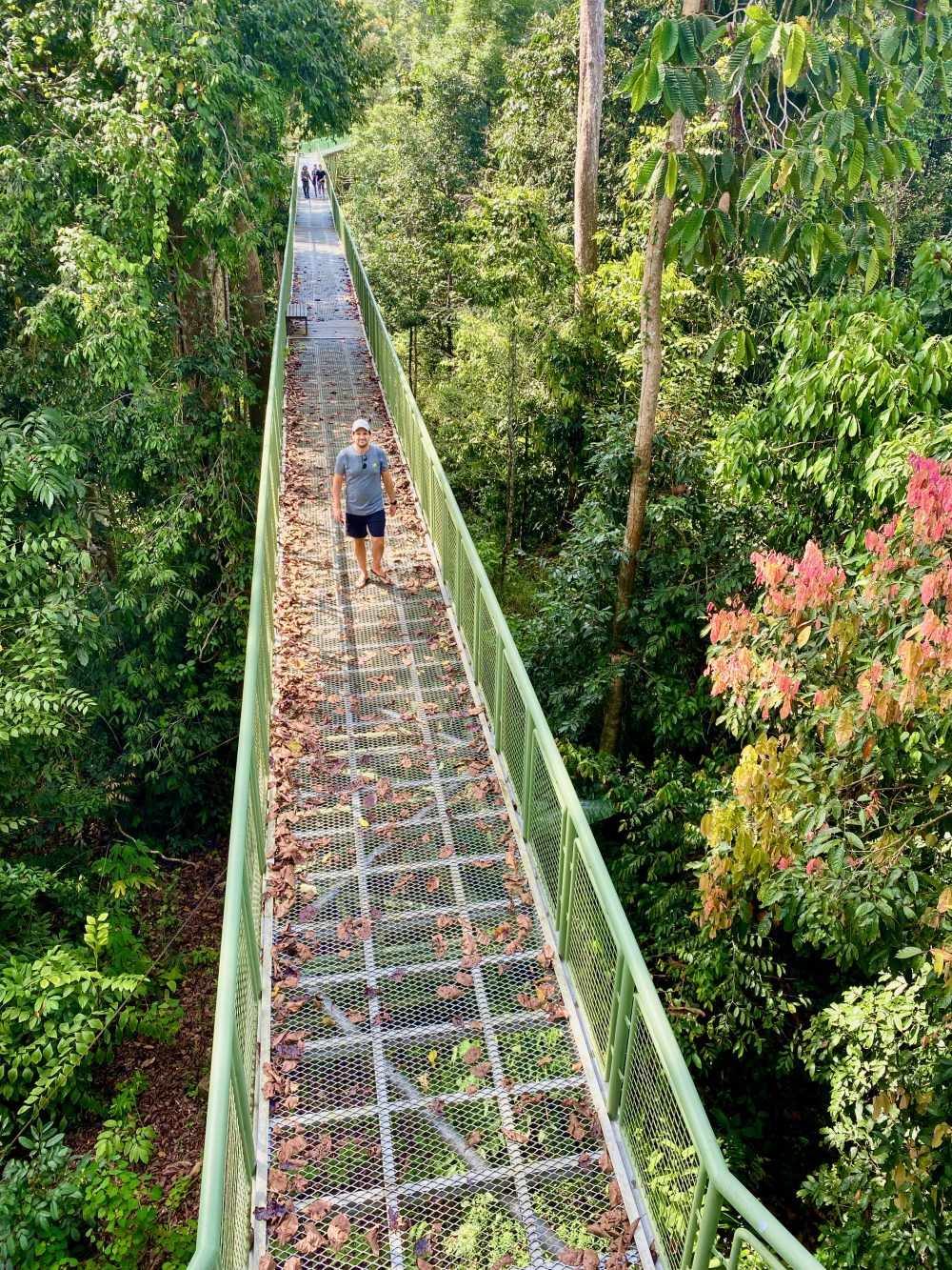 The elevated Sky Bridge at the Rainforest Discovery Centre in Sepilok, Sabah, Borneo