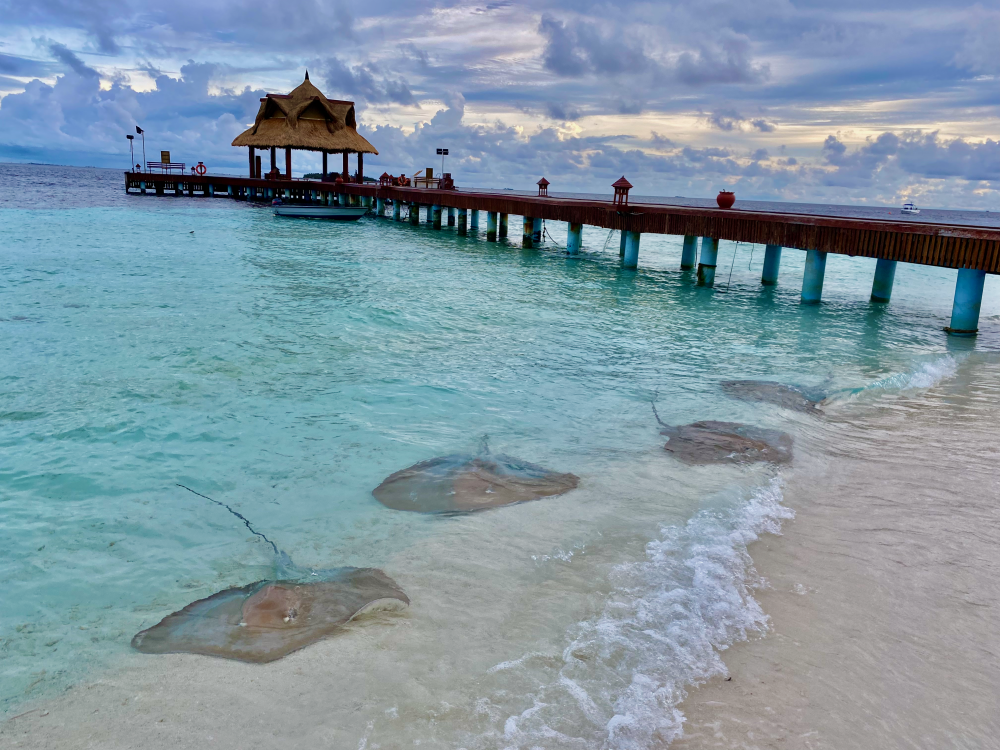 Stingrays by the jetty at Banyan Tree Vabbinfaru
