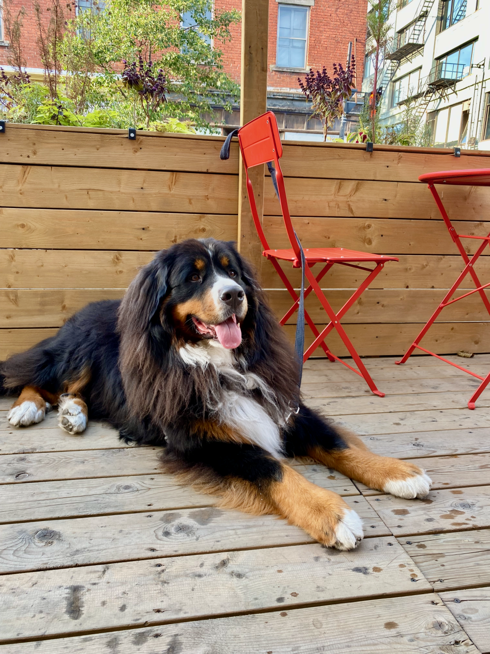 A chilling dog at a cafe along Saint Laurent Boulevard in Montréal