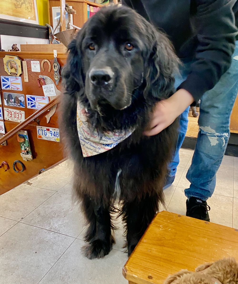 Maggie, the beautiful Newfoundland Dog in the Newfoundland Emporium