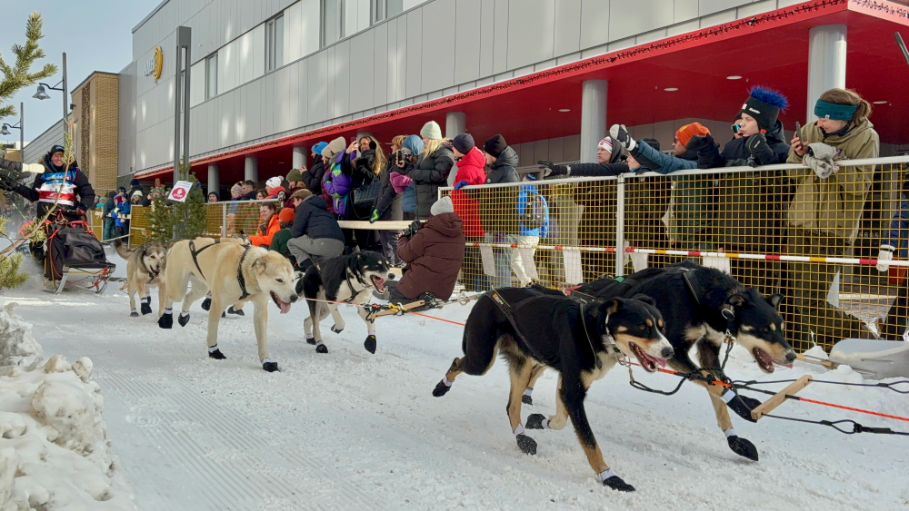 The start of the famous dogslegging race in the Arctic