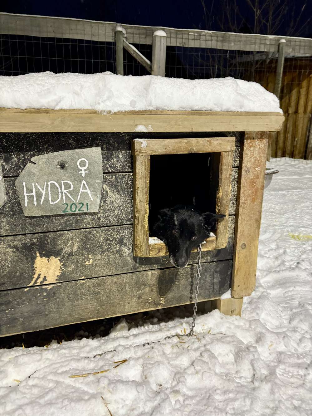 The gorgeous Hydra, one of the friendly Alaskan Huskies