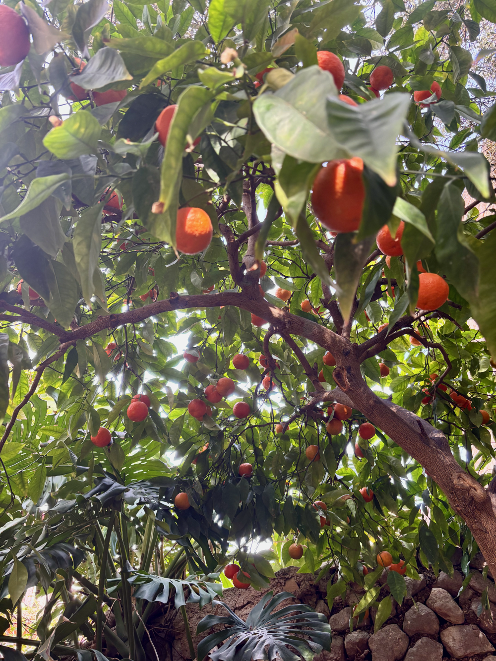 Orange trees near Sóller