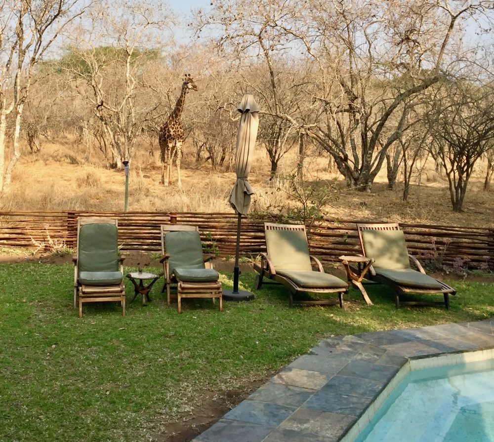 A roaming giraffe near our room at Needles Lodge