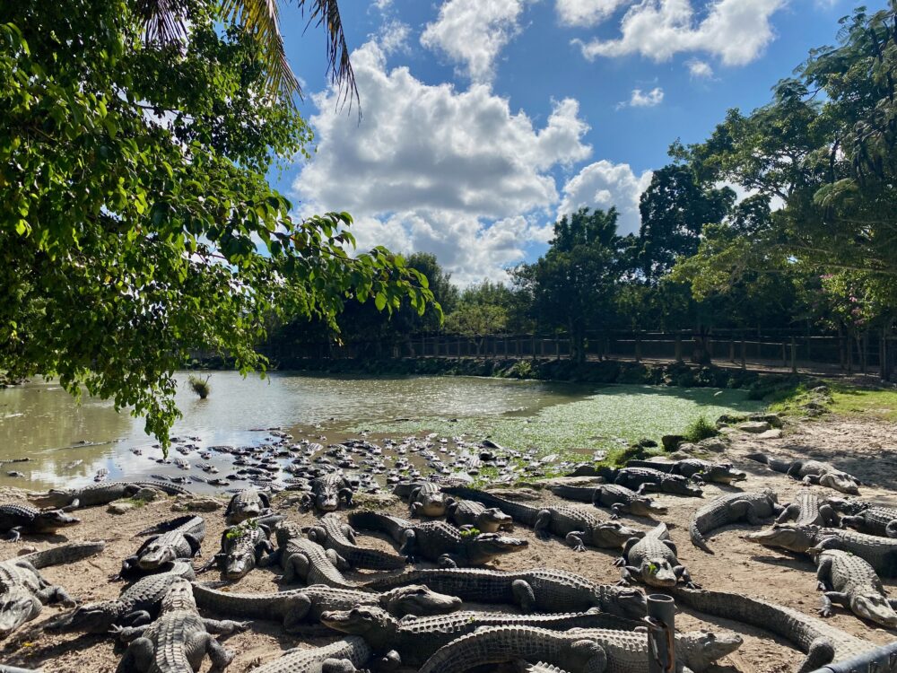 Alligators at the Everglades Alligator Farm