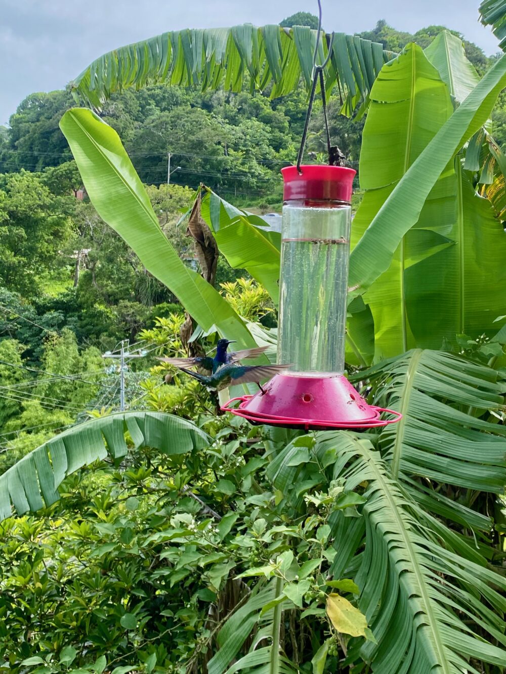 Hummingbirds in Tobago