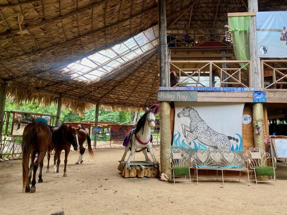 Healing with horses in Tobago