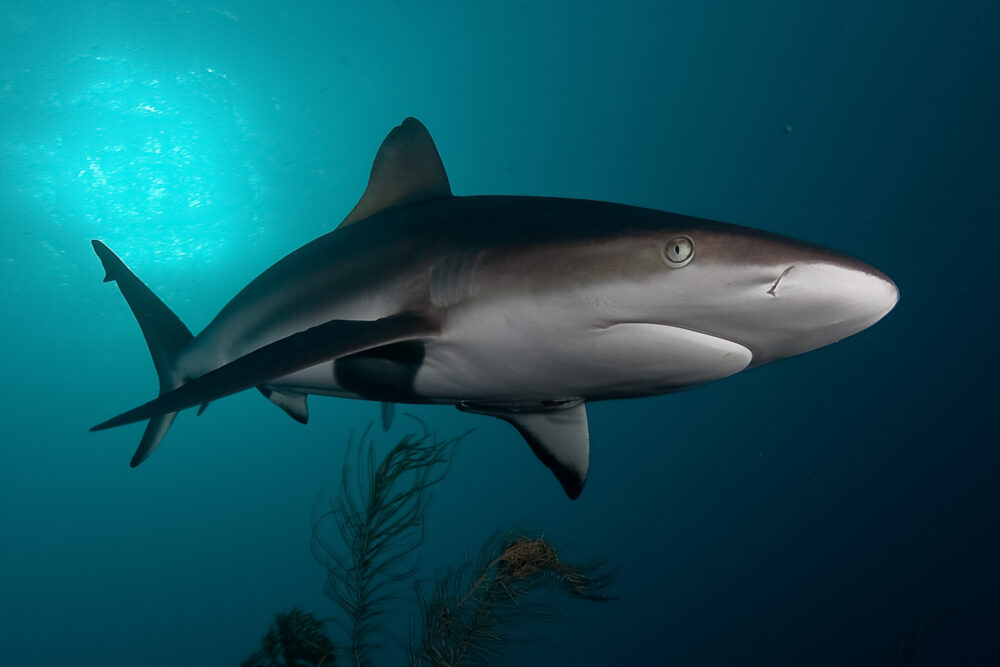 shark cage diving experience in Cape Town