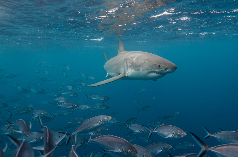 Great White Shark near Cape Town