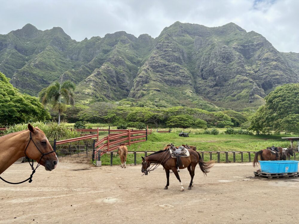 Learning about the island's filming background at Kualoa Ranch