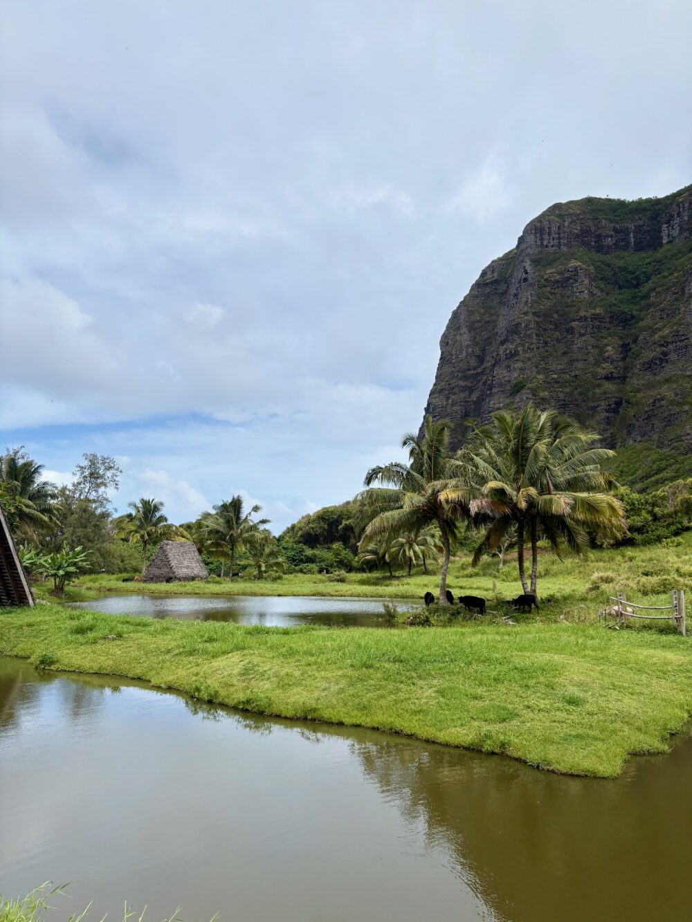 Enjoying a tour on Kualoa Ranch