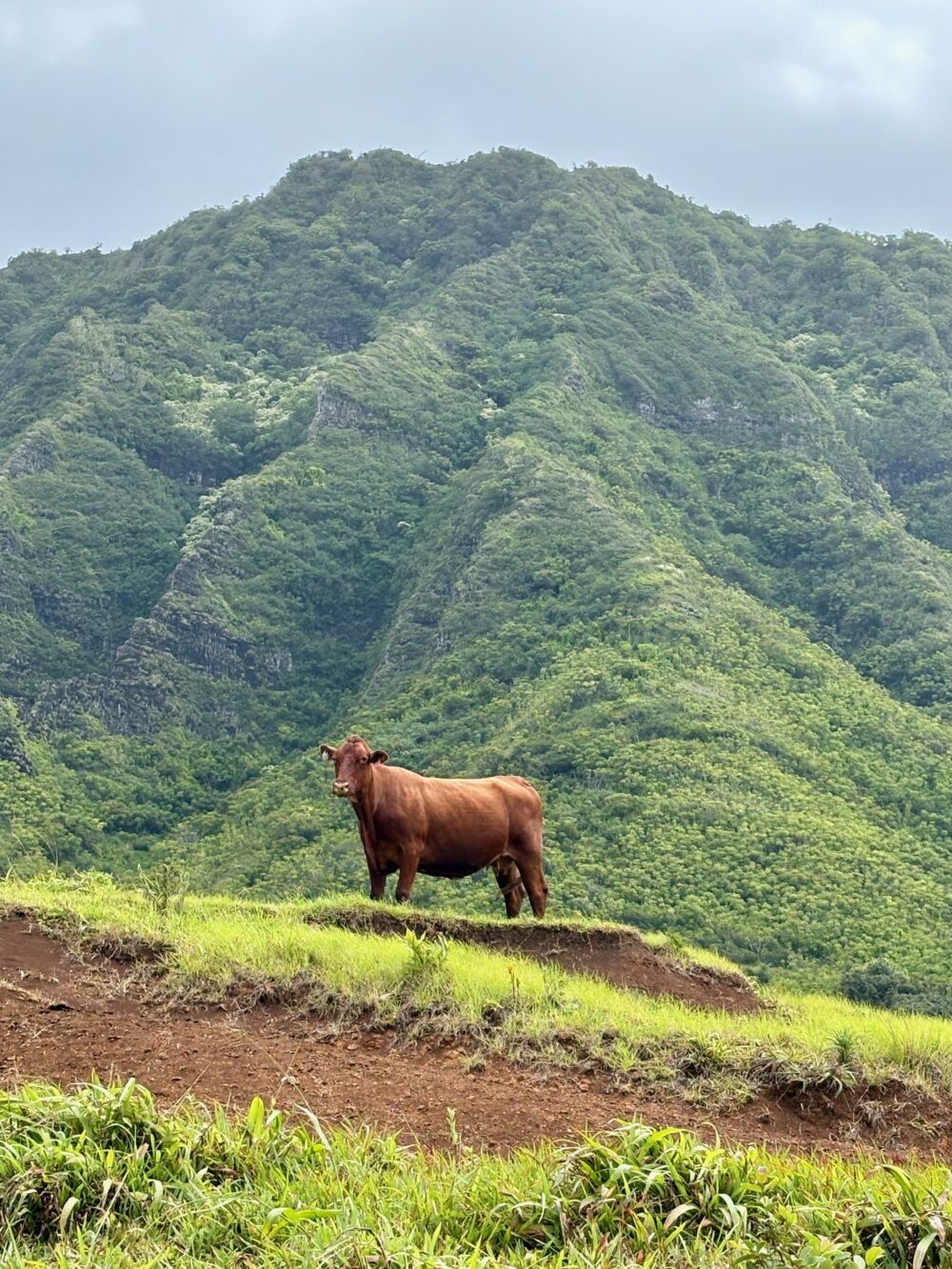 Enjoying a tour on Kualoa Ranch