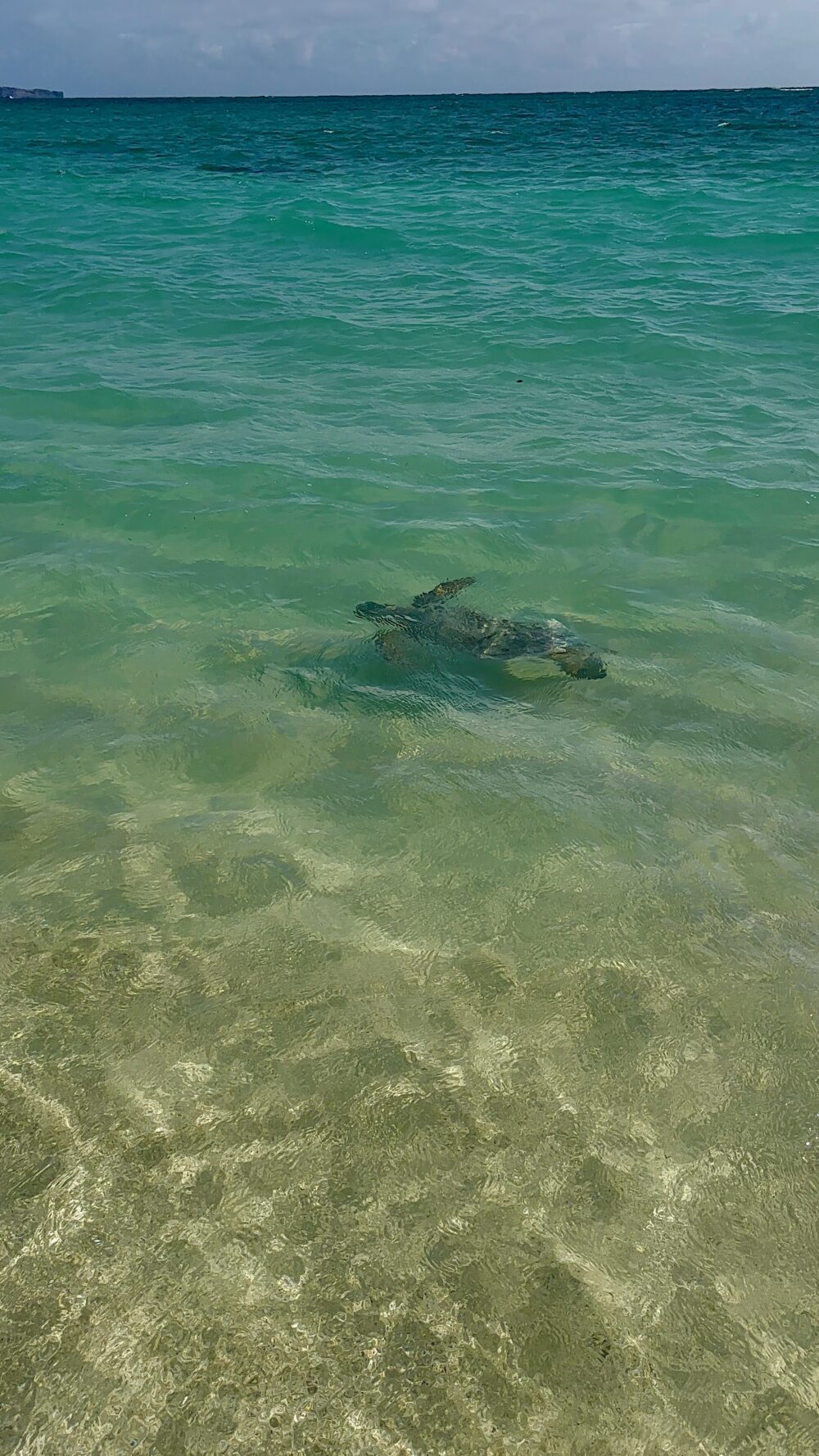 Turtles in Oahu