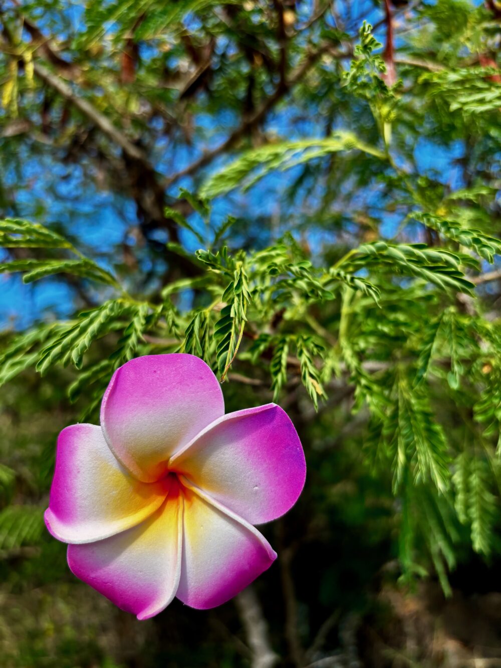 Beautiful flowers in Oahu