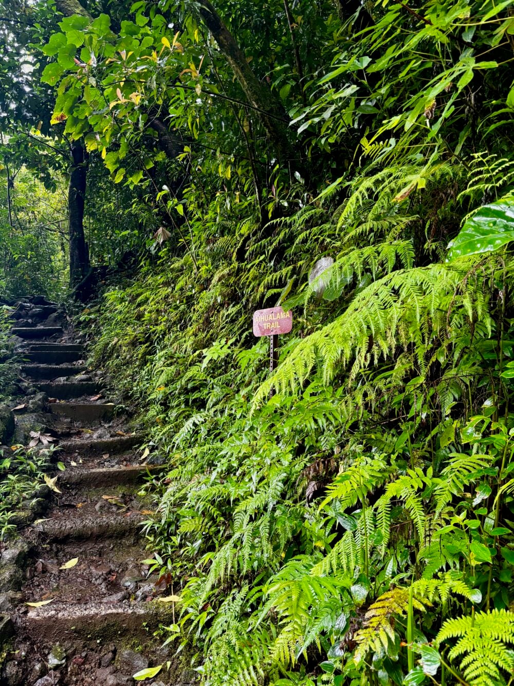 Hiking in Manoa Falls, one of the best hikes on Oahu