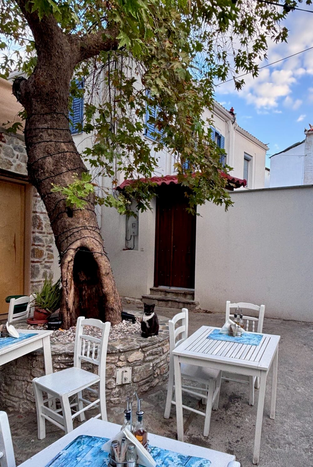 Friendly cats and tumbling bougainvillea in Skiathos Town